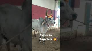 Pulimedu BAHUBALI