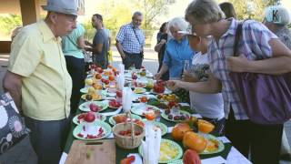 Jubiliejinė pomidorų augintojų šventė 2016 08 26