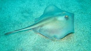 흰가오리#1(Urolophus aurantiacus)~Sepia stingray, White ray