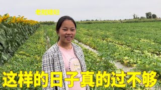 外国媳妇在好大一片瓜地选择自己喜欢的蜜瓜，自己挑的瓜就是好吃 #老挝媳妇中国老公 #老挝美女 #外国媳妇 #民勤蜜瓜 #助农水果