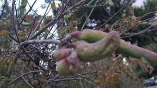 אלה ארצישראלית עם עפצים Pistacia terebinthus with galls