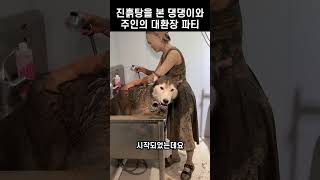 진흙탕에서 신나게 뒹군 댕댕이와 주인의 대환장 파티