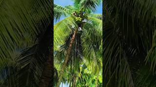 🌴❤️#coconut#water#youtubeshorts #tamil #vijay#song#shortvideo#shorts#trending#thalapathy