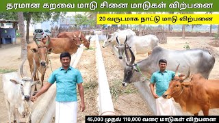 என்னது 45,000 முதல் 110,000 வரை தரமான கறவை மாடு , சினைமாடுகள் விற்பனை