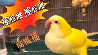 搖屁股!搖屁股!搖搖搖!! 和尚鸚鵡任信喜歡搖屁股!! Shake Your Butt !! Renshin the monk parrot shake  Butt!