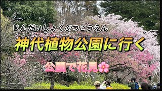 神代植物公園で発見された桜「神代曙」