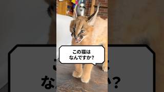 Q：この猫はなんですか？ #猫 #猫好きさんと繋がりたい #ねこ #カラカル