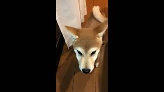 脱走に失敗してしまった柴犬