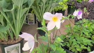 Anemone 'Wild Swan' (Japanese Anemone) // Angelic, Sweet \u0026 Very Pretty Little Perennial Anemone