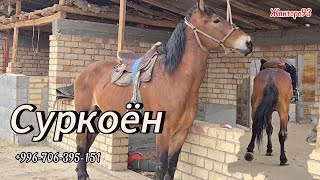 Суркоён  чыкты  бою 1.63