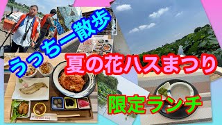 うっちー散歩　夏の城沼花ハスまつり　限定ランチ！！