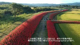 2022 9 28 伊佐市大口太田のヒガンバナ 夕方　Cluster amaryllis road in Oguchi Ota, Isa City, Kagoshima Prefecture