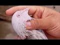 h k breed – best pigeon breed for tournaments malik rahat kabootarbazi winner