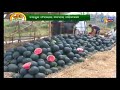 ଅନ୍ନଦାତା annadata paddy crop etv news odia