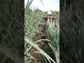 L3408 Kubota Working In 3ft  Sugarcane