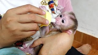 Congratulation👏 Newborn Baby Monkey Able To Drink Formula At First Time