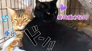 ナナちゃん…テト潰れちゃう…（白黒猫揃いもあるよ）