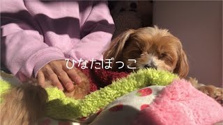 あなたもいっしょにお昼寝しよ🐑💤💭（ヒーリングASMR）