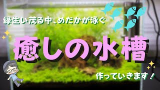 めだか水草水槽立ち上げ ！使用した器具と水草の種類・性質についてゆるーくお話し★