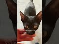 黒猫双子🐈‍⬛ジジとキキが行く　 shorts 猫 黒猫