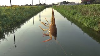 【大事件】生きたアメリカザリガニを餌にして釣りしてたら、とんでもないことが起きました・・・