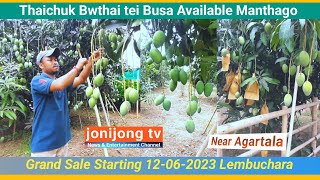 Mango Garden 2023 || Thaichuk buthai tei busa available manthago || Mango Wholesale lembucharra