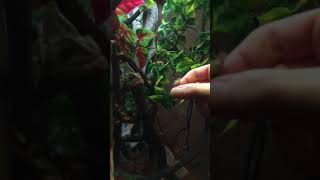 Slow-mo with Yo Yo The Veiled Chameleon !!