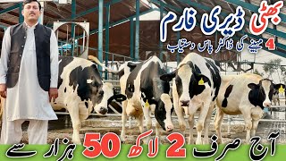 Bhatti Dairy Farm | imorted cows And Friesian cross cows | Jani Best | 29 November 2024