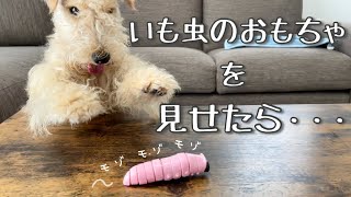 犬に動くいも虫のおもちゃをプレゼントしたら反応が面白すぎたw【テリア】