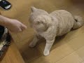 芸をする猫 british shorthair ～　amazing cat　～　１０