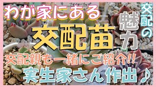 【交配苗】期待大！実生家さんたちの苗を紹介する！！