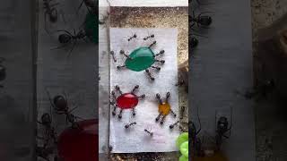 Which one did they like the most? #ant #antkeeping #entomology #insect #biology #youtubeshorts #bts