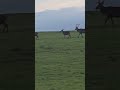 Red deer stags walking majestically