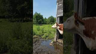 Waiting for hay....