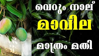 വെറും നാല് മാവിന്റെ ഇല മാത്രം മതി