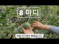 애플수박 몇 마디에서 열릴까요 2023.6.21