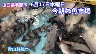 【魚市場】【天然イシダイ】【ウニ】今朝の魚市場6月17日木曜日の水揚げ状況！