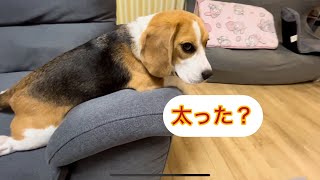 【ビーグル2歳】このままでは太ってしまう💧