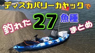 カヤック初心者がディスカバリーカヤックに11ヶ月乗って釣れた27魚種まとめ【激安カヤック】