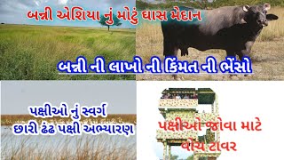 છારી ઢંઢ પક્ષી અભયારણ્ય || બન્ની - એશિયાનું સૌથી મોટું ઘાસ મેદાન ||Bird sanctuary||#kutch #chhari