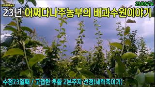 23년 배과수원이야기 75화 - 고접한 추황 2본주지 선정(세력죽이기) #추황 #결과지 #맛있는배 #신고배 #어쩌다나주농부 #나주배가족농장