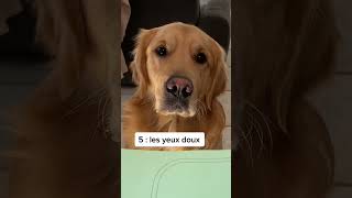 Comment reconnaître un vrai Golden Retriever #chien #golden #dog #goldenretriever #dogs