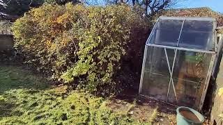 Prestbury garden tidy. Greenhouse uncovered.