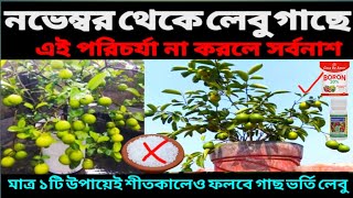 লেবু গাছে নভেম্বর থেকে এই পরিচর্যা না করলে সর্বনাশ। মাল্টা গাছের যত্ন। malta tree care in november