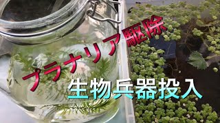 プラナリア駆除 生物兵器