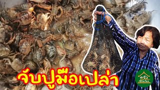 Hunt for crabs with their bare hands, pickled in fish sauce, a rural way of life | CRAB Catch