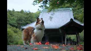 妙本寺のノウゼンカズラ in 2021