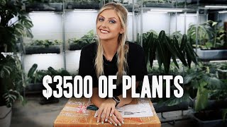 Unboxing RARE VARIEGATED Plants