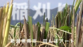 田んぼアート稲刈り(新潟県燕市)2014 Aerial Shoot