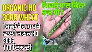 HD 3086 ORGANIC WHEAT ਬਿਨਾਂ ਰੇਹ ਸਪਰੇ ਵਾਲੀ ਕਣਕ